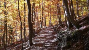 foliage_monti_sibillini